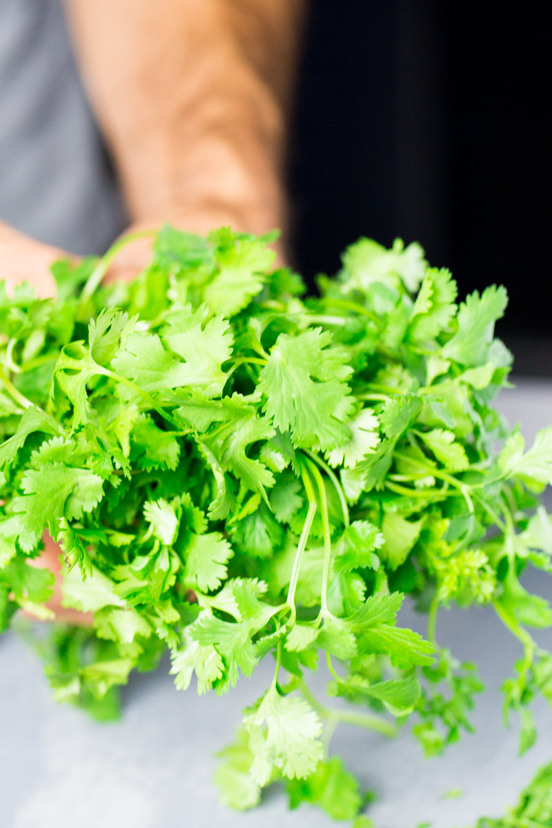 a bunch of cilantro