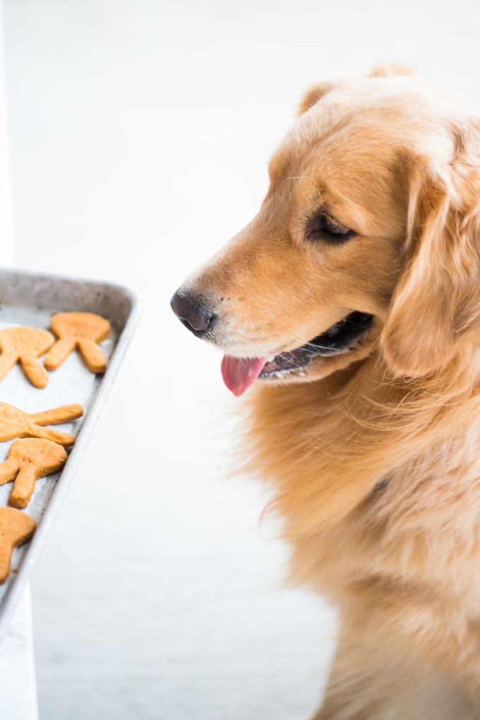 dog drooling over his homemade peanut butter dog treats