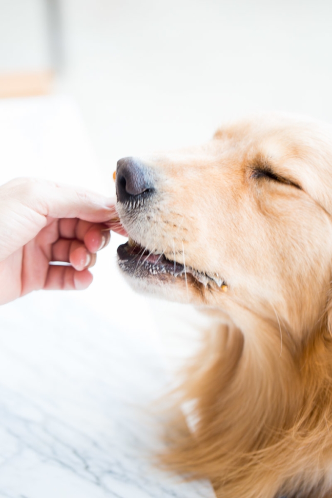 dog eating  3-ingredient dog treats