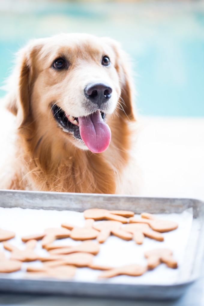 Miko drooling over his vegan dog treats