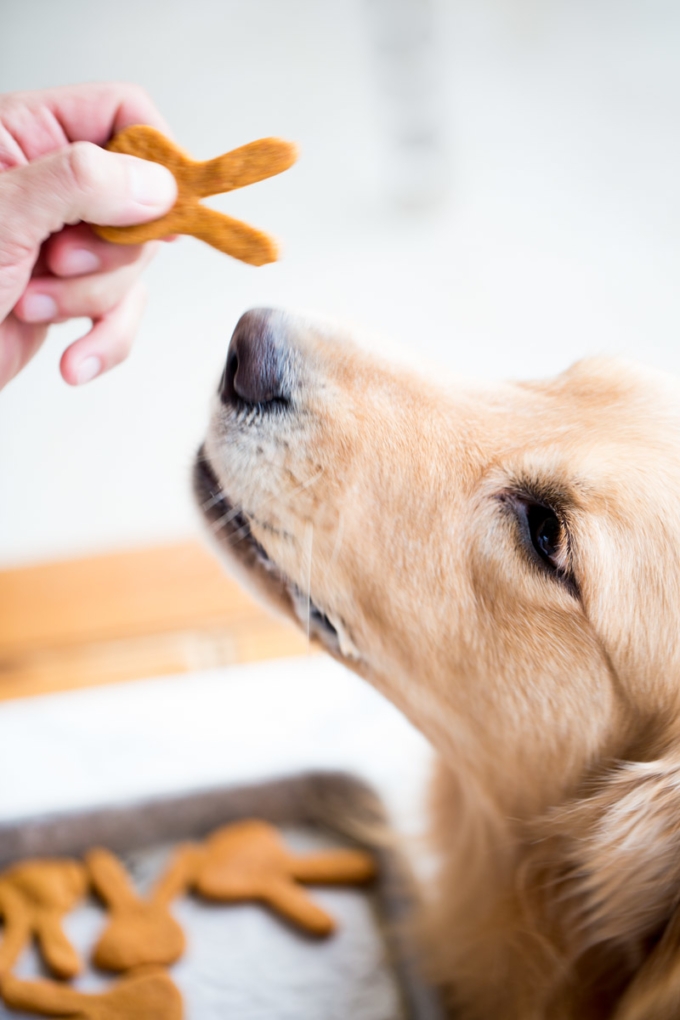 dog eating a 3-ingredient homemade treat