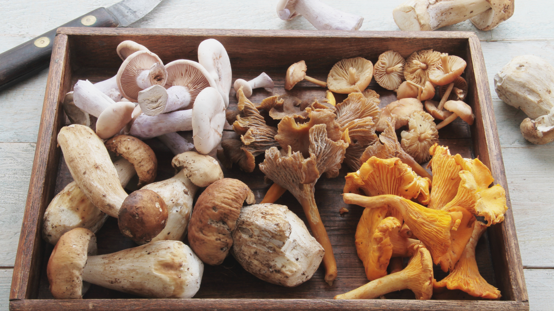 A tray filled with various types of mushrooms.