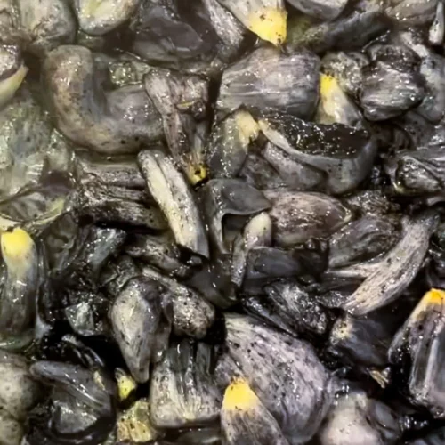 A close-up view of numerous turtle eggs with cracked, leathery gray shells. Some eggs reveal yellowish contents seeping out, and the surface appears moist and uneven, giving a textured, clustered appearance.