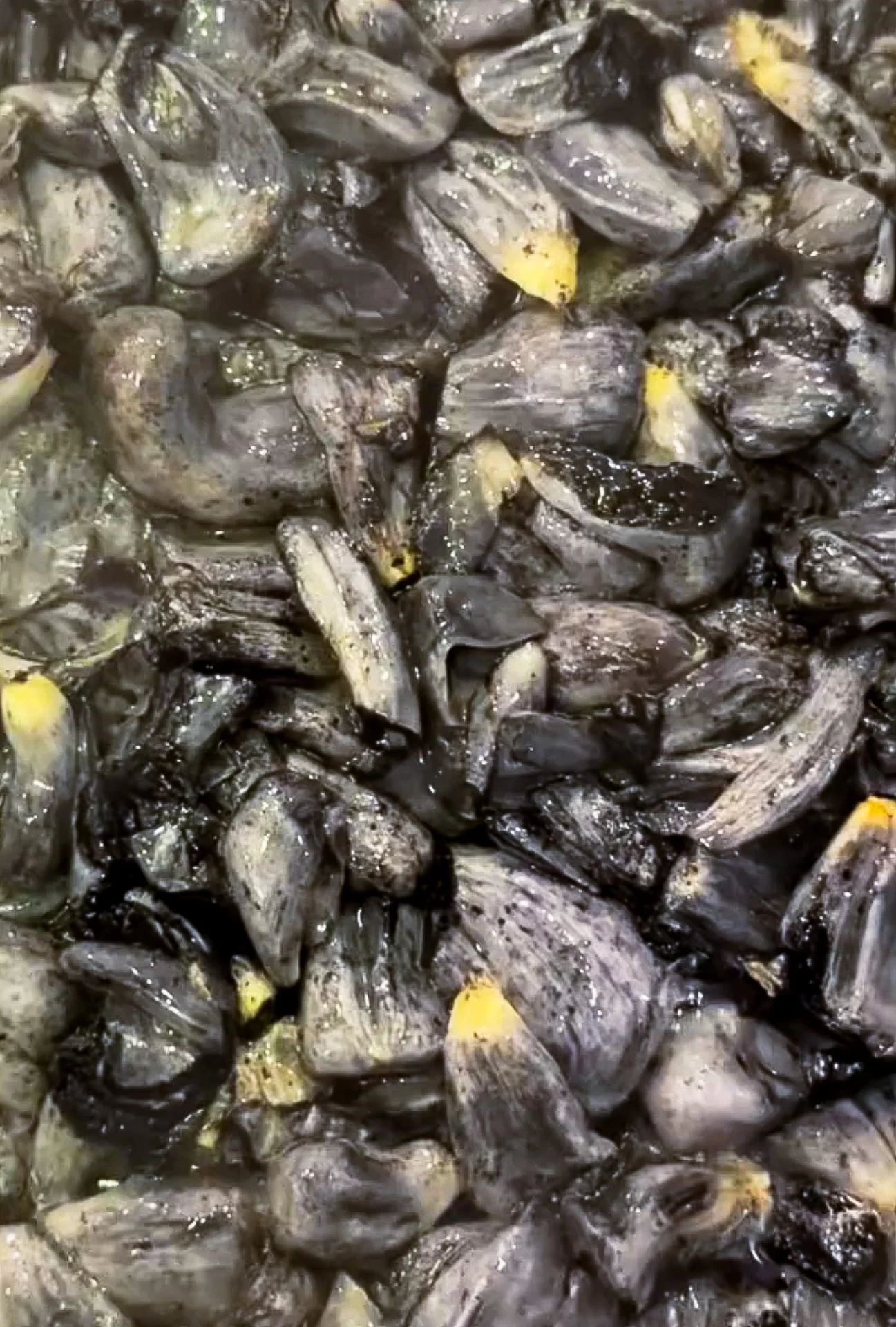 A close-up view of numerous turtle eggs with cracked, leathery gray shells. Some eggs reveal yellowish contents seeping out, and the surface appears moist and uneven, giving a textured, clustered appearance.